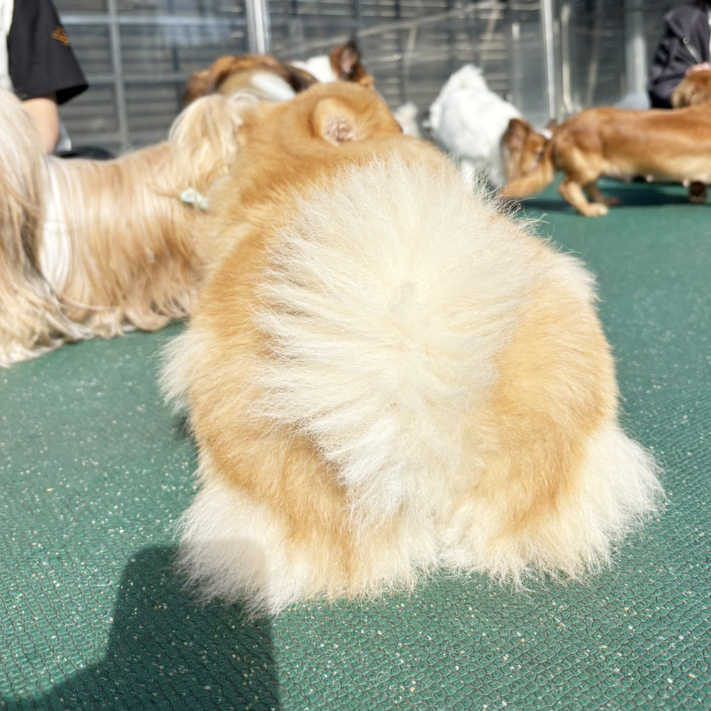 生徒が撮影したモデル犬たちの写真③